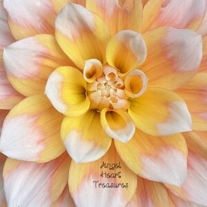 4x6 Original Photography White Yellow & Pink Dahlia Up Close Flower Bloom